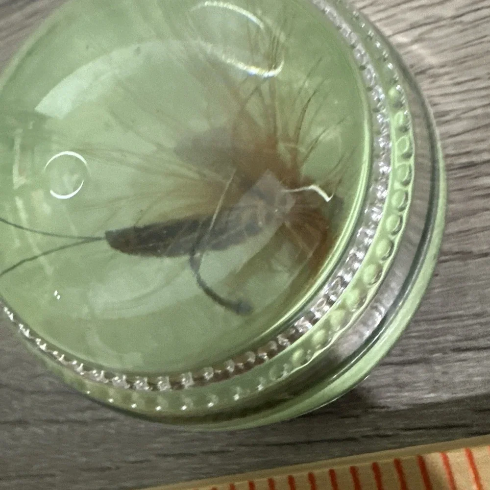 Unbranded Paperweight Unisex OS Green Excellent Fly Fishing Lure Resin‎ Dome
